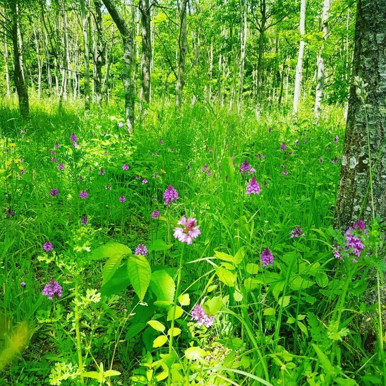 Varn_woodland